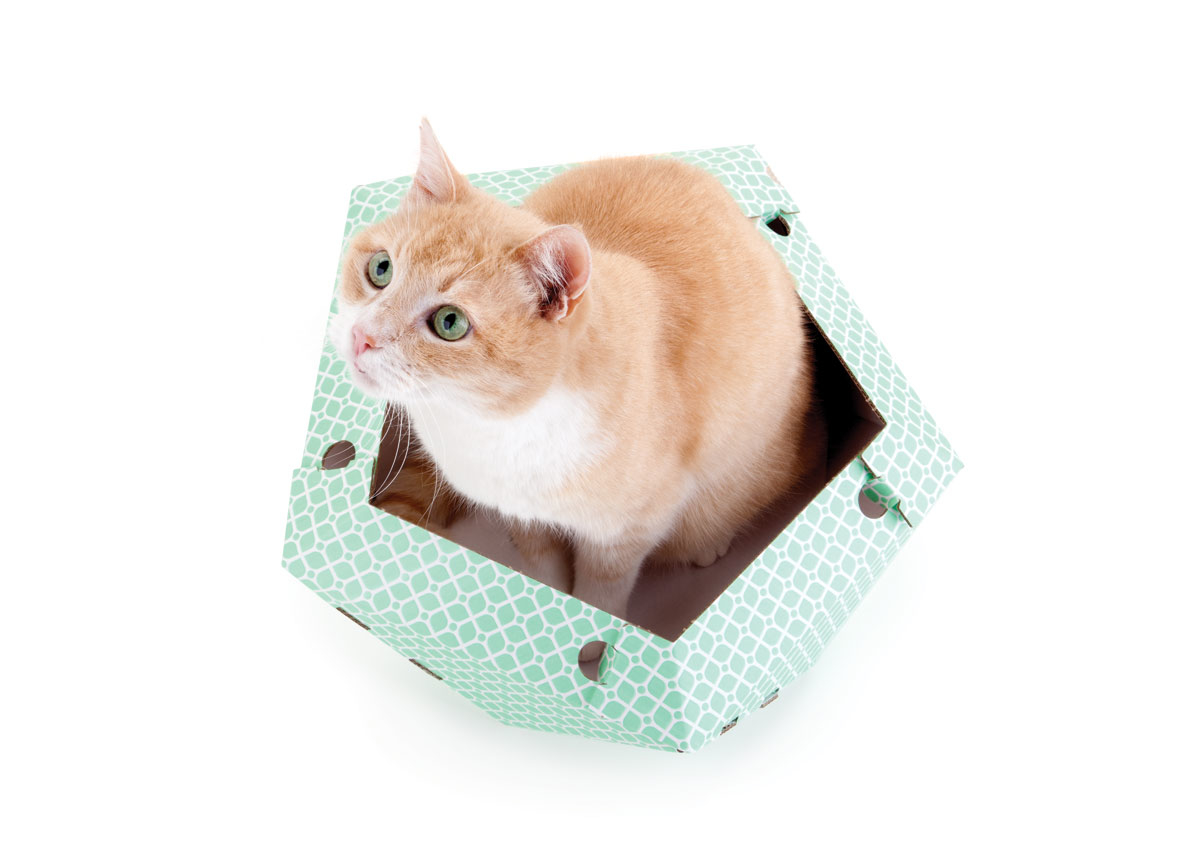 Alessandra Pasetti Cat in the box