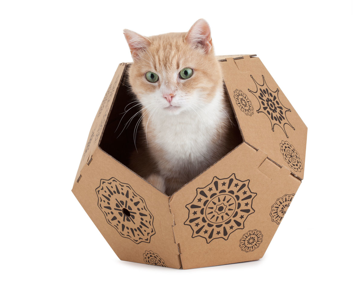 Alessandra Pasetti Cat in the box