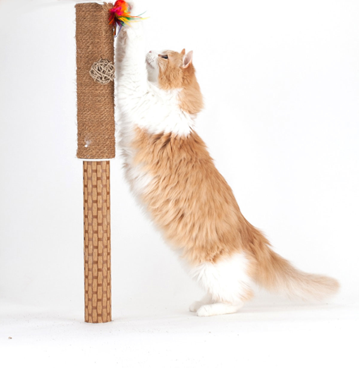 Alessandra Pasetti, Cat Pole